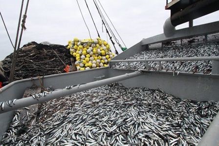 Dầu cá tăng giá vào năm 2020 sau mùa đánh bắt kém ở Peru