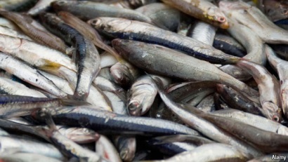 Peru Sản lượng khai thác tăng 280% trong tháng 5