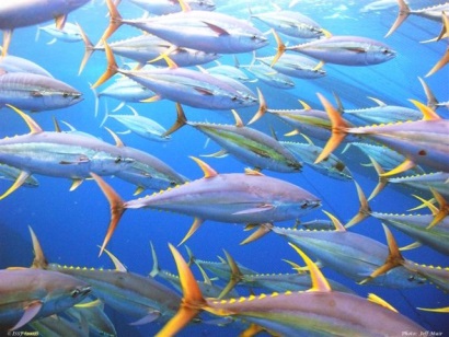 ISSF thúc đẩy việc kiểm soát, giảm năng suất khai thác trong 2016