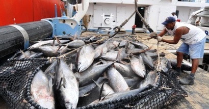 Ngành cá ngừ Maldives phục hồi nhanh chóng