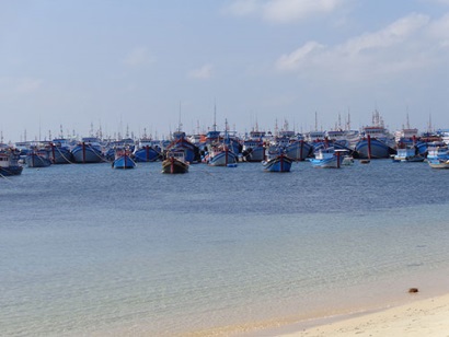 Phú Quý (Bình Thuận) Khai thác, chế biến hải sản đều tăng