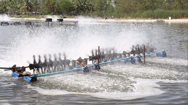 Làm sao tăng hiệu quả trong nuôi tôm