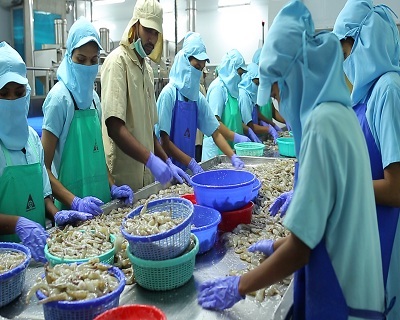 Ấn Độ Bang Andhra Pradesh đề xuất giá tôm tối thiểu để bảo vệ người nuôi