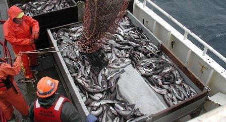 COVID-19 Giá cá minh thái bỏ đầu rút ruột (HG) của Nga giảm mạnh