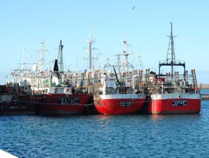 Argentina Sản lượng khai thác mực ống giảm đẩy giá tăng