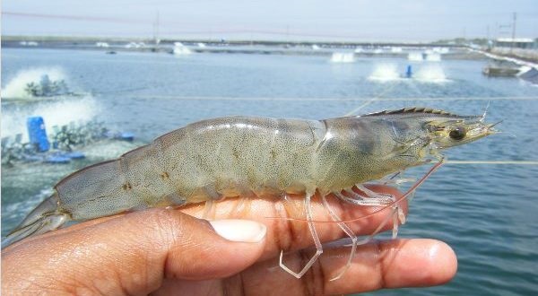 Ấn Độ Sản lượng tôm chân trắng dự kiến đạt 710.000 tấn trong năm tài chính 2019-2020  