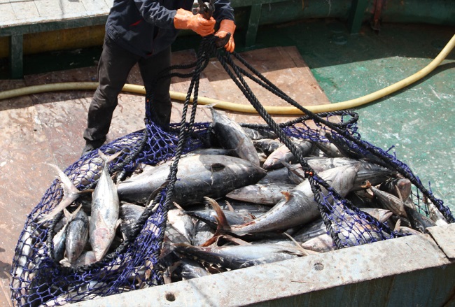 Giá cá ngừ vằn Bangkok giảm xuống dưới mức 1.000 USDtấn