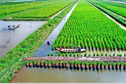 Quy định mới về Nuôi trồng thủy sản kết hợp Trồng lúa