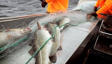 Doanh số xuất khẩu cá tuyết tươi Na Uy tăng trong tháng 102019