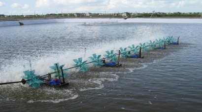 Giá tôm giảm bất thường, người nuôi và doanh nghiệp lo lắng