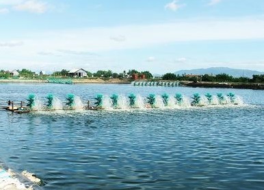 Tự sự của một thương nhân tôm 