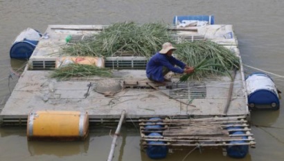 Cần quy hoạch nuôi cá lồng trên sông Bồ