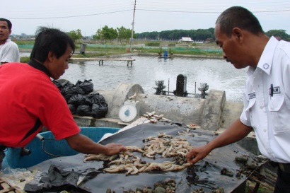 Indonesia Sản lượng tôm dự kiến tăng 10%