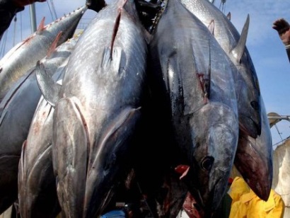 Kiribatia ký MoU để thu mua cá ngừ MSC