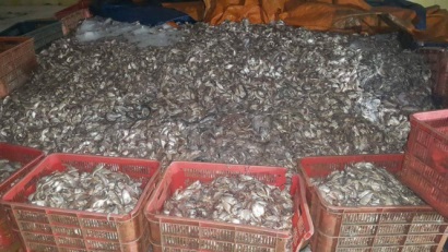 Cơ sở chế biến hải sản chui bị buộc ngưng hoạt động