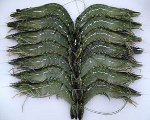 Chủ trương tổ chức Festival tôm tại Cà Mau