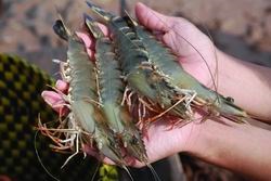 Kiểm soát, ngăn chặn đưa tạp chất vào tôm nguyên liệu