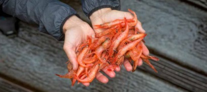 Sản lượng tôm nước lạnh phía tây Đại Tây Dương dự kiến giảm