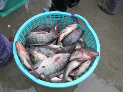 Trung Quốc Tiền tệ giảm làm xuất khẩu cá rô phi tạm ngưng