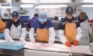 Nga Giá cá minh thái HG cao kỷ lục 10 năm