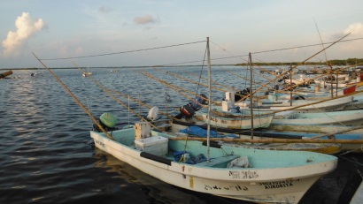 Mexico trở thành nhà sản xuất bạch tuộc lớn thứ ba trên toàn thế giới