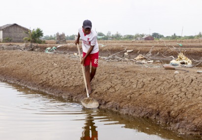 Nông dân nuôi artemia gặp khó vì thời tiết bất lợi