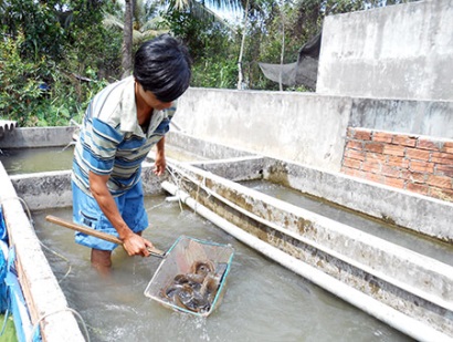 Hậu Giang Có 46 cơ sở kinh doanh và sản xuất cá giống