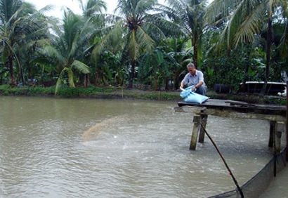 Cá tra giống tăng hơn 200 đồngcon