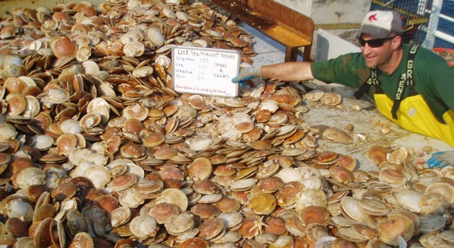 Mỹ Sản lượng và giá sò điệp tăng trong 3 tháng đầu vụ khai thác năm 2020