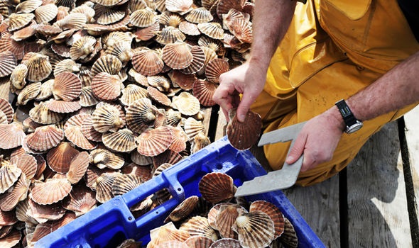 Mỹ Nhập khẩu sò điệp trong tháng 82020 giảm