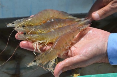 Ecuador Nguồn cung tôm ổn định trở lại, nhu cầu tăng 