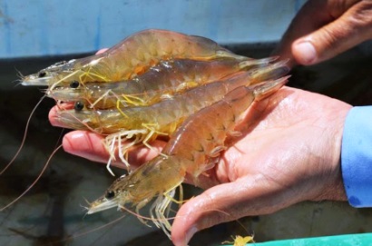 Xuất khẩu tôm Ecuador sang Trung Quốc tăng mạnh