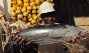 Manta Giá cá ngừ vằn giảm mạnh do nhu cầu tiêu thụ thấp