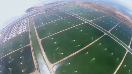 Ả Rập Xêút Sản lượng tôm dự kiến đạt 200.000 tấn năm 2025