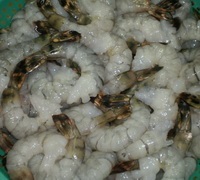 Ngưng cấp chứng thư cho các lô hàng thủy sản bị EU cảnh báo