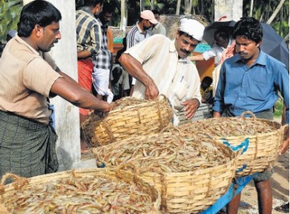 Ấn Độ đặt mục tiêu tăng gấp ba lần sản lượng thủy sản