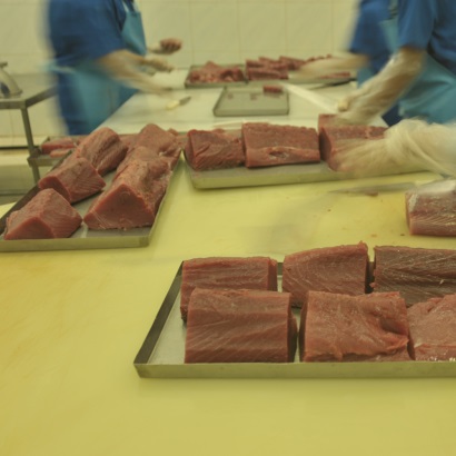 Các doanh nghiệp cá ngừ Indonesia bị cản trở bởi chính phủ 