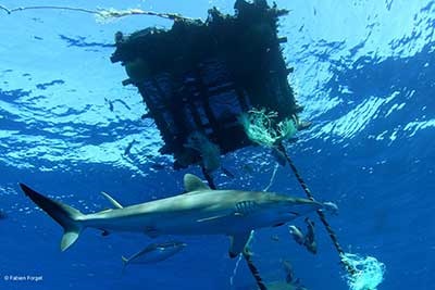 PNA lên kế hoạch kiểm soát FAD tại Thái Bình Dương