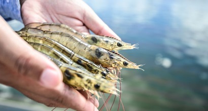 Thị trường tôm thế giới Liệu có thể dư cung