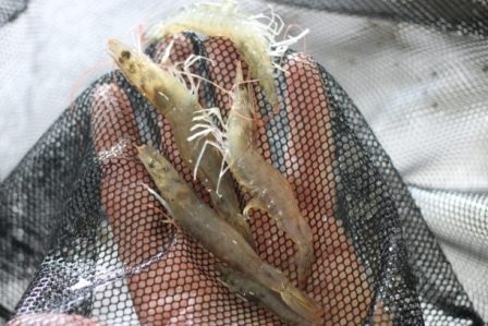 Omarsa Lệnh cấm của Trung Quốc đe dọa tăng trưởng ngành tôm Ecuador 