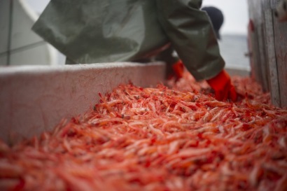 Newfoundland Giá tôm nước lạnh tăng 31%