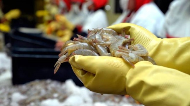 Ngành tôm Ecuador lo lắng về quyết định tăng hạn ngạch nhập khẩu của EC