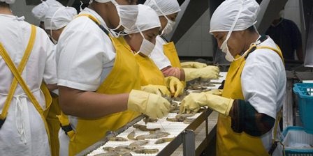 Ecuador Giá tôm biến động trong tuần giữa tháng 72020