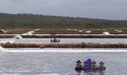 Australia Nuôi tôm bị ảnh hưởng bởi bệnh đốm trắng