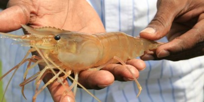 Ấn Độ Giá tôm giảm do sản lượng thu hoạch tăng