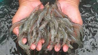 GSMC Sản lượng tôm thế giới dự kiến tăng năm 2019