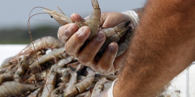 Jim Gulkin Covid-19 đã tác động như thế nào tới nguồn cung và xu hướng thị trường tôm thế giới