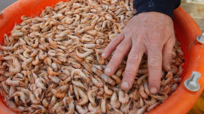 Texas (Mỹ) Sản lượng thu hoạch tôm giảm 20-25%