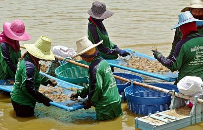 Thái Lan Sản lượng tôm dự kiến tăng