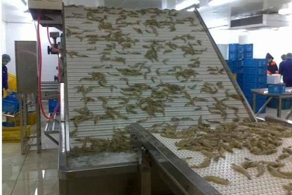 Gặp khó ở Trung Quốc, Ecuador hướng xuất khẩu tôm sang Mỹ 